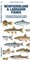Newfoundland & Labrador Fishes