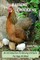 Raising Chickens - An Introduction To Raising Chickens For Eggs & Meat