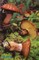 The Mushroom Manual