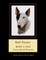 Bull Terrier
