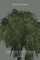 The Tree in the Mind
