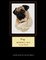 Pug