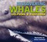 Discovering Whales, Dolphins & Porpoises