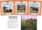 Horses Set 2 (Set)