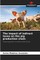 The impact of indirect taxes on the pig production chain