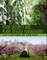 Food Security and Plant Disease Management