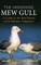 The Vanishing Mew Gull