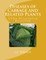 Diseases of Cabbage and Related Plants