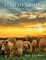 Feed My Lambs