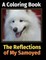 The Reflections of My Samoyed