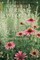 The Book of Herbal Wisdom