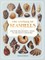 The Wonder of Seashells