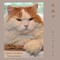Cat Portraits