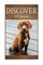 Pit bull - Discover